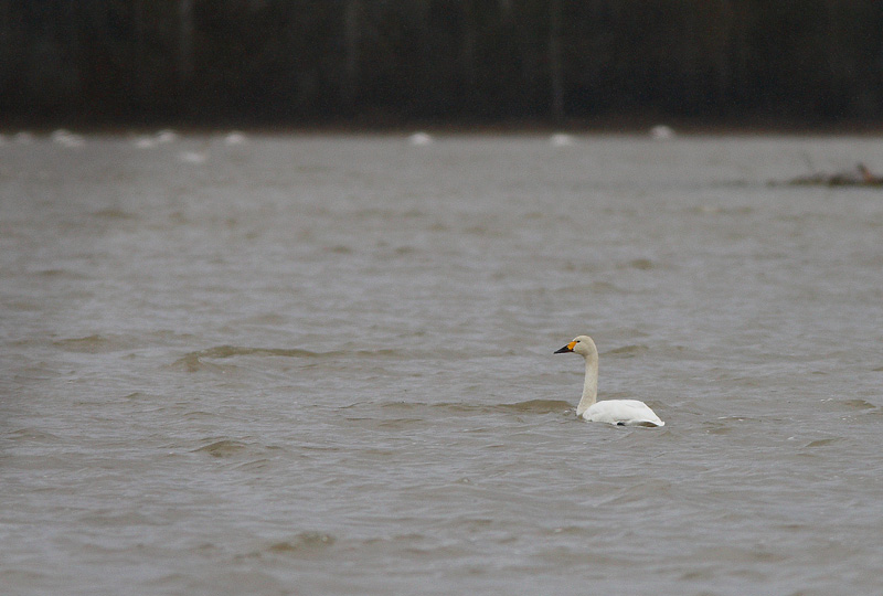 Pikkujoutsen Cygnus columbianus