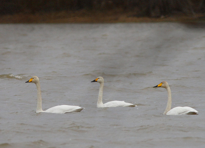 Pikkujoutsen Cygnus columbianus