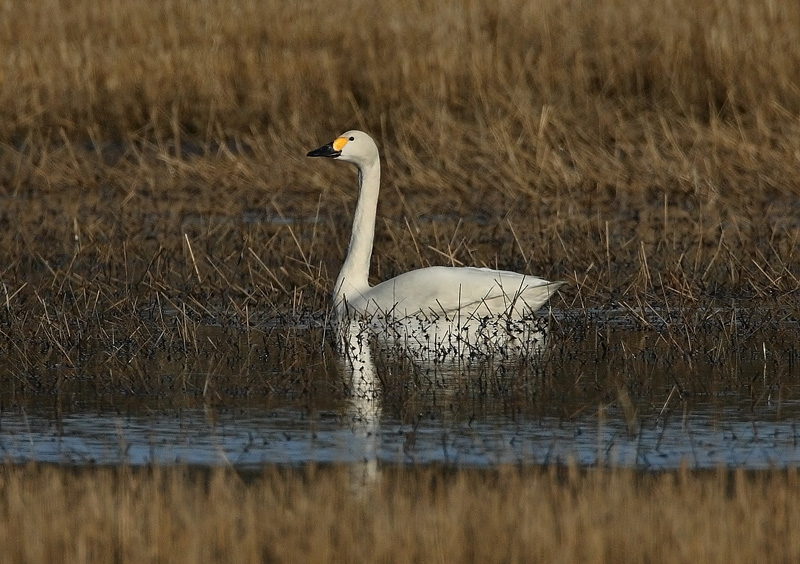 Pikkujoutsen Tundra Swan (Cygnus columbianus)