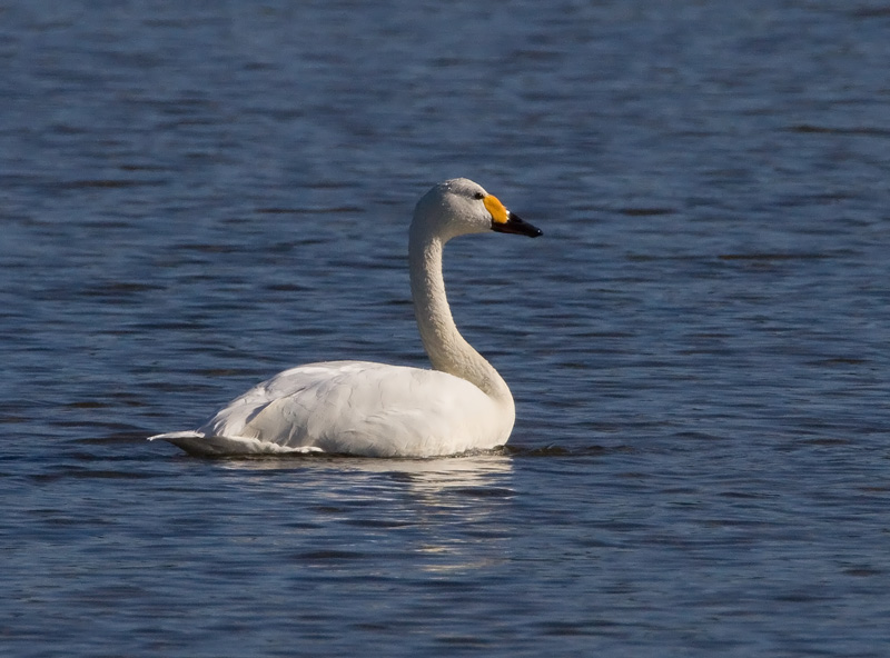 Pikkujoutsen Tundra Swan (Cygnus columbianus)