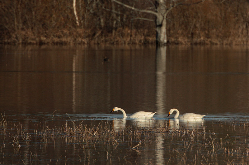 Pikkujoutsen Tundra Swan (Cygnus columbianus)