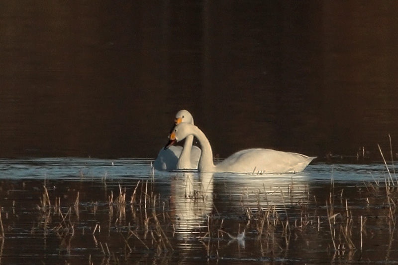 Pikkujoutsen Tundra Swan (Cygnus columbianus)