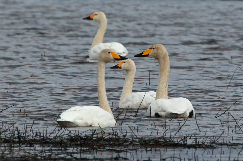 Pikkujoutsen Tundra Swan (Cygnus columbianus)