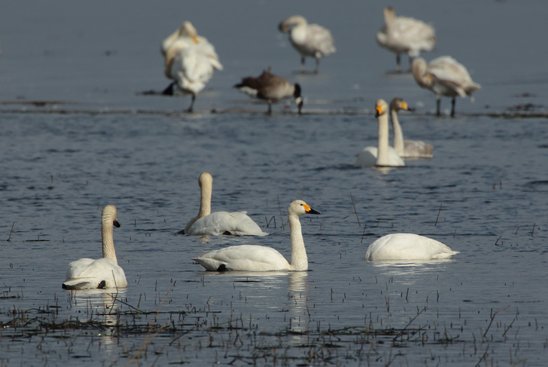 Pikkujoutsen Tundra Swan (Cygnus columbianus)