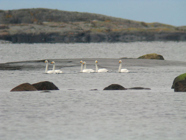 Laulujoutsen