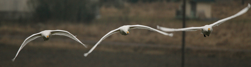Laulujoutsen, Whooper Swan (Cygnus cygnus)