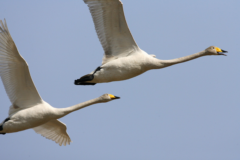 Laulujoutsen, Whooper Swan (Cygnus cygnus)