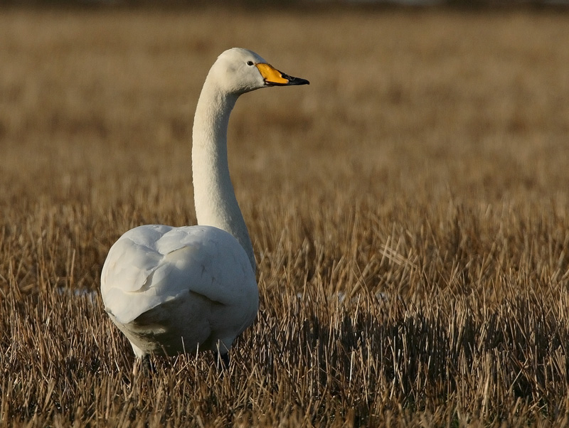 Laulujoutsen, Whooper Swan (Cygnus cygnus)