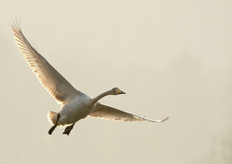 Laulujoutsen, Whooper Swan (Cygnus cygnus)
