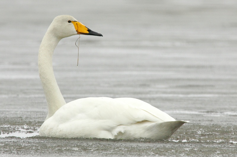 Laulujoutsen, Whooper Swan (Cygnus cygnus)