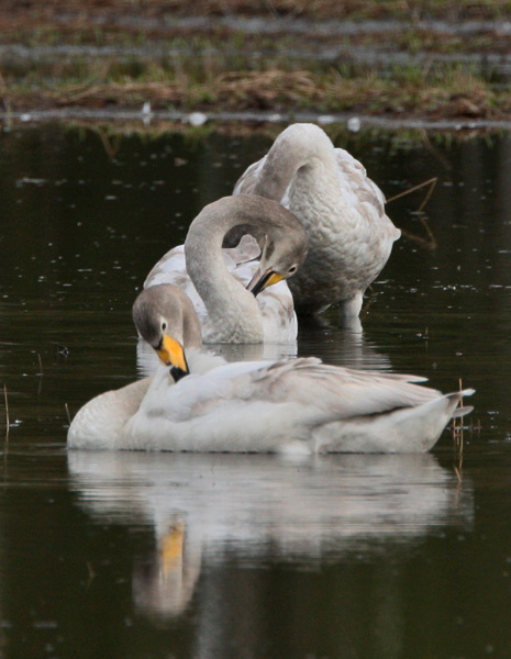 Laulujoutsen, Whooper Swan (Cygnus cygnus)