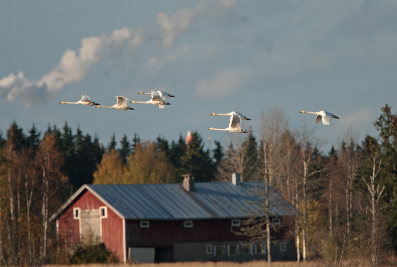 Laulujoutsen, Whooper Swan (Cygnus cygnus)