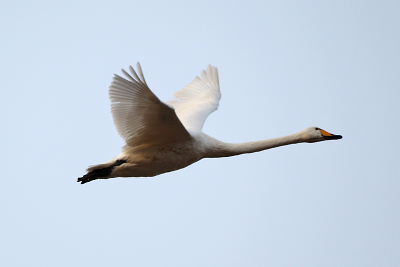 Laulujoutsen, Whooper Swan (Cygnus cygnus)