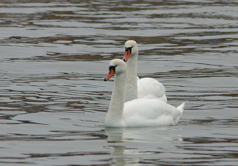 Kyhmyjoutsen Cygnus olor