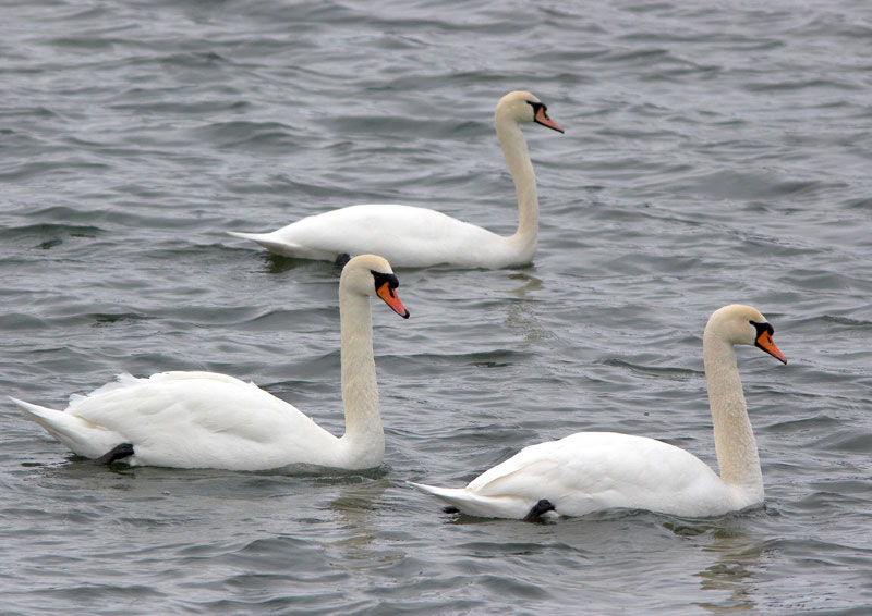 Kyhmyjoutsen Cygnus olor