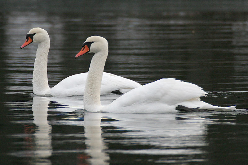 Kyhmyjoutsen Cygnus olor
