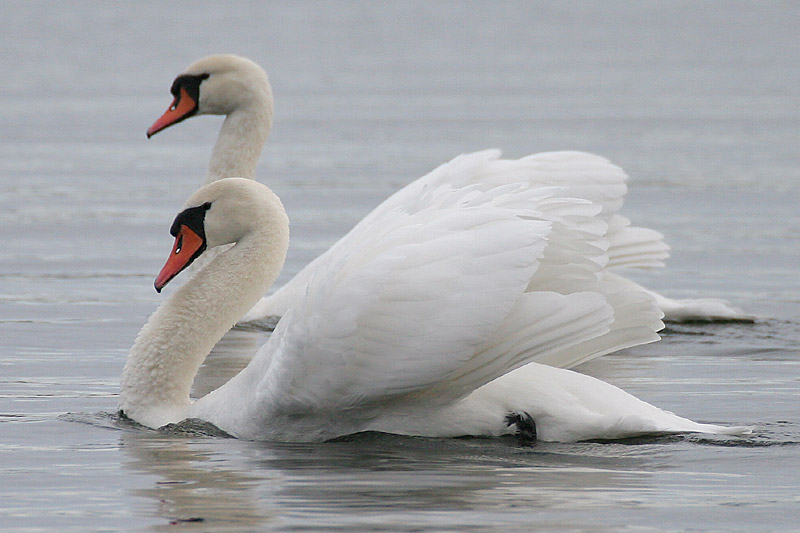 Kyhmyjoutsen Cygnus olor