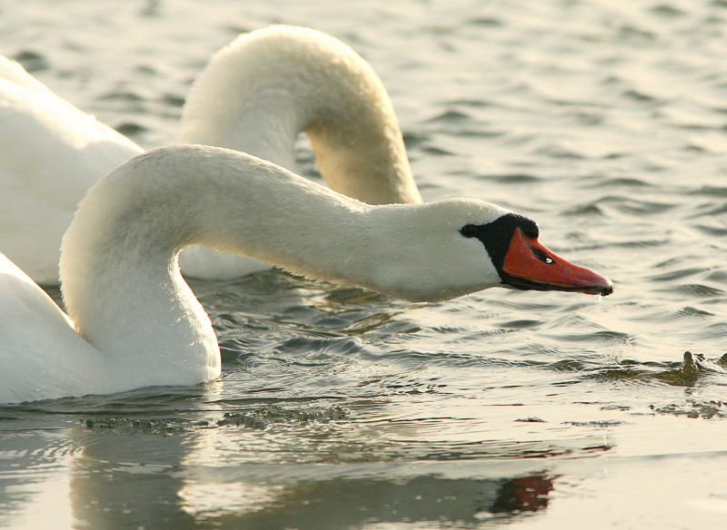 Kyhmyjoutsen Cygnus olor