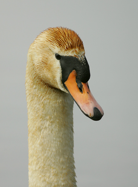 Kyhmyjoutsen Cygnus olor