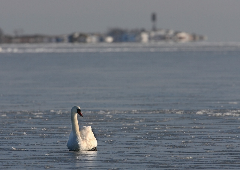 Kyhmyjoutsen Mute Swan (Cygnus olor)