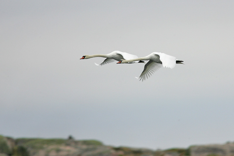 Kyhmyjoutsen Mute Swan (Cygnus olor)