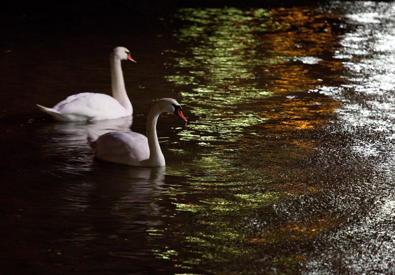 Kyhmyjoutsen Mute Swan (Cygnus olor)
