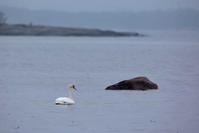 Kyhmyjoutsen Mute Swan (Cygnus olor)
