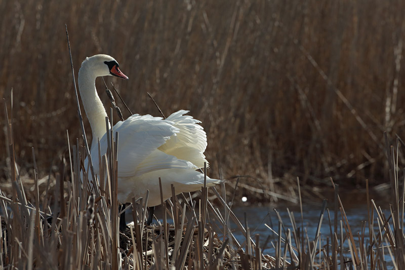 Kyhmyjoutsen Mute Swan (Cygnus olor)