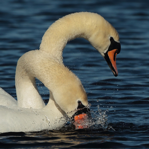 Kyhmyjoutsen Mute Swan (Cygnus olor)