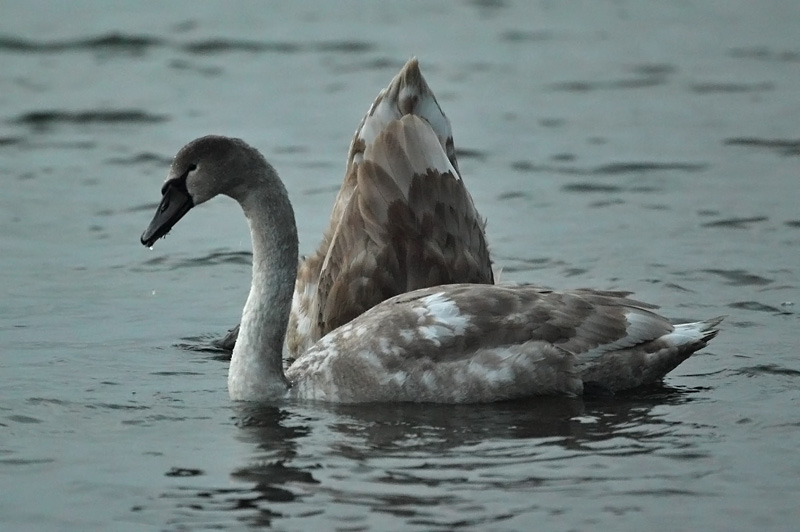 Kyhmyjoutsen Mute Swan (Cygnus olor)
