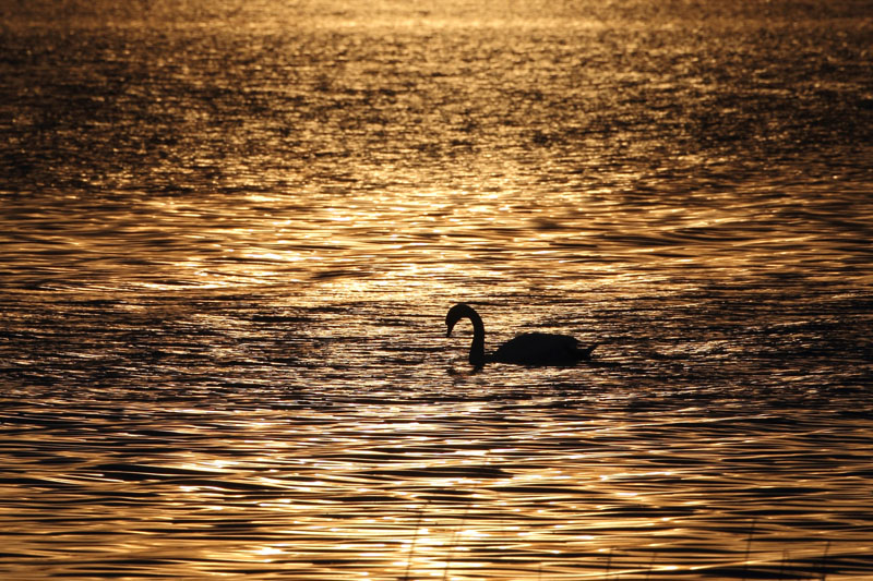 Kyhmyjoutsen Mute Swan (Cygnus olor)