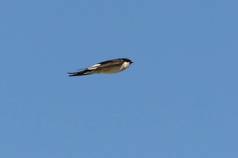 R�yst�sp��sky (Delichon urbica)