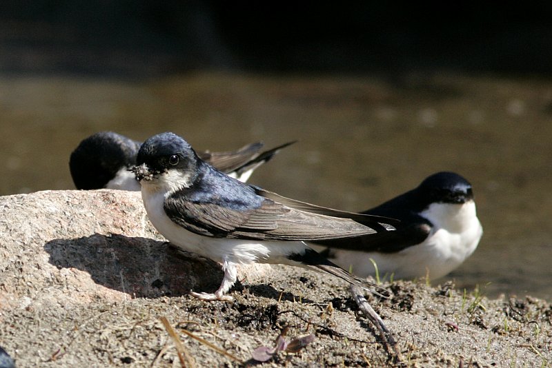 R�yst�sp��sky (Delichon urbica)