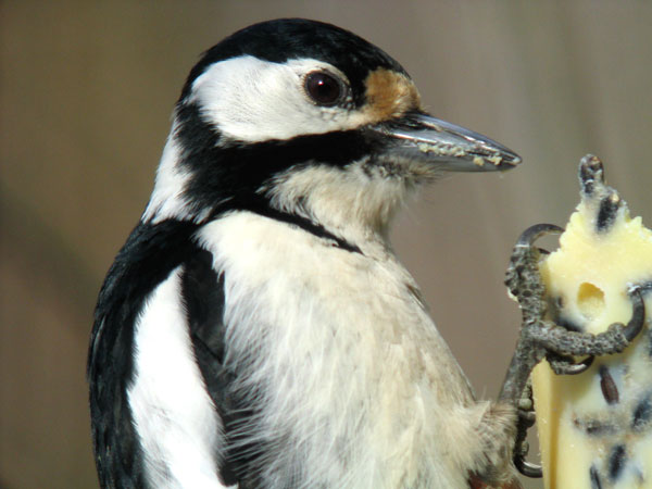 K�pytikka