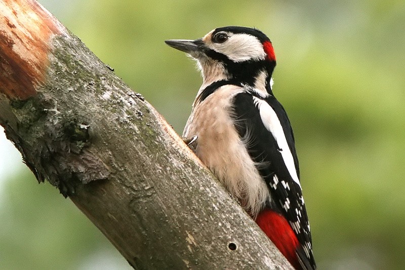 K�pytikka Dendrocopos major