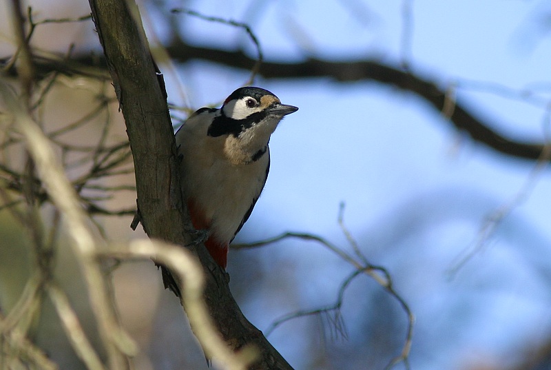 K�pytikka (Dendrocopos major)