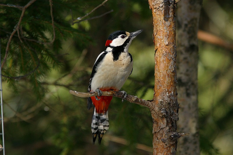 K�pytikka (Dendrocopos major)