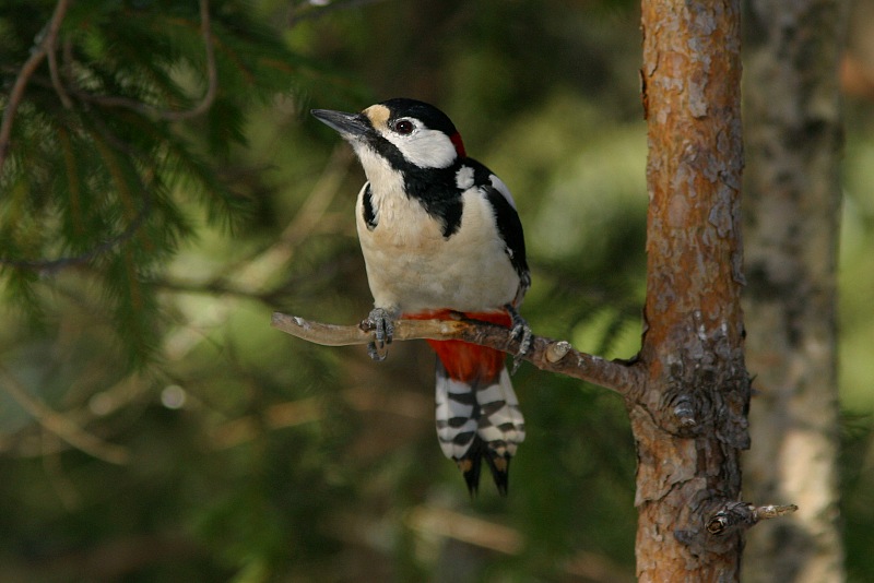 K�pytikka (Dendrocopos major)