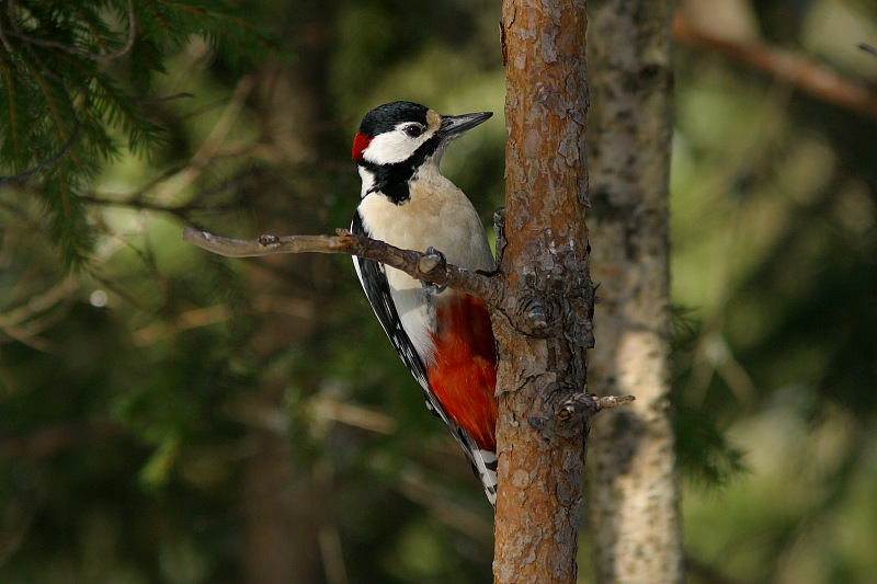 K�pytikka (Dendrocopos major)