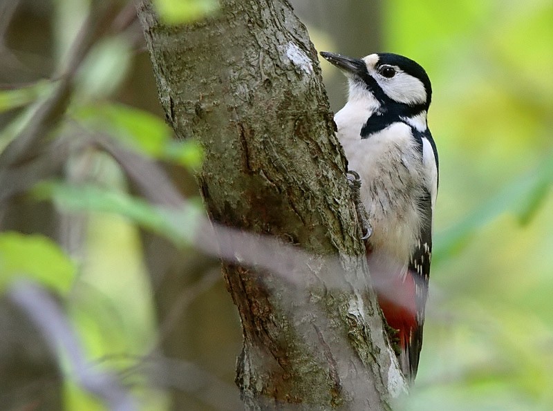 K�pytikka (Dendrocopos major)
