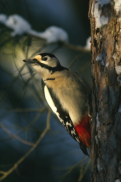 K�pytikka (Dendrocopos major)