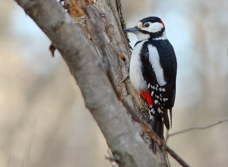 K�pytikka (Dendrocopos major)