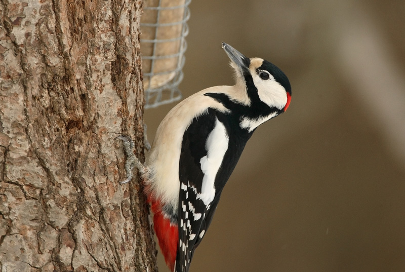 K�pytikka Great Spotted Woodpecker (Dendrocopos major)