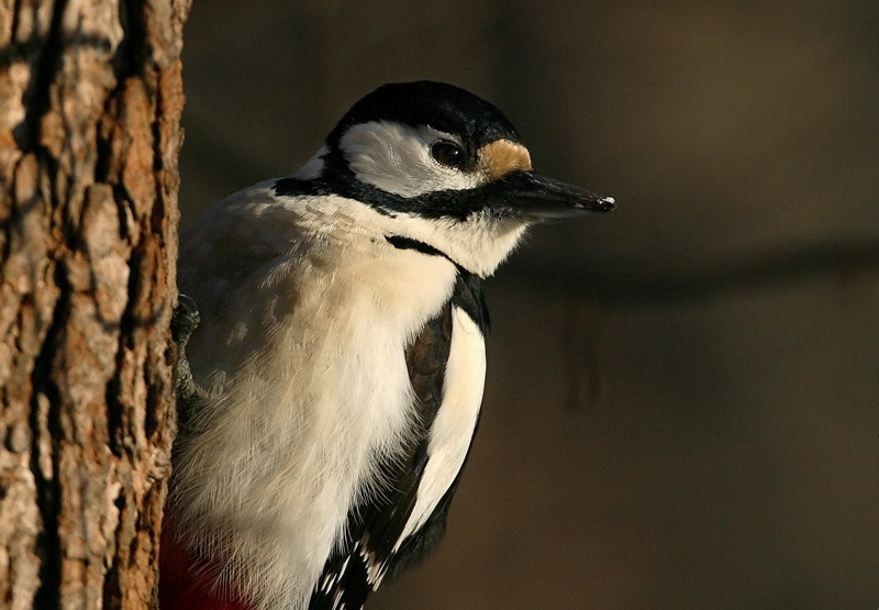 K�pytikka Great Spotted Woodpecker (Dendrocopos major)