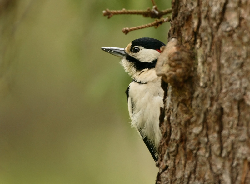 K�pytikka Great Spotted Woodpecker (Dendrocopos major)