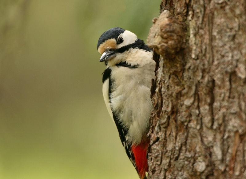 K�pytikka Great Spotted Woodpecker (Dendrocopos major)