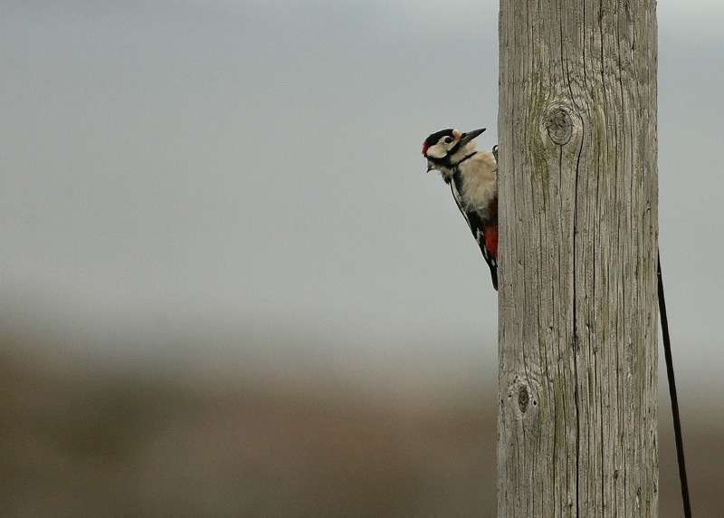 K�pytikka Great Spotted Woodpecker (Dendrocopos major)