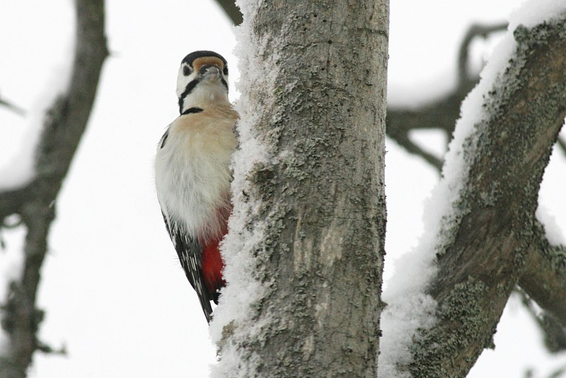 K�pytikka Great Spotted Woodpecker (Dendrocopos major)