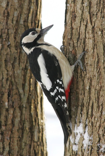 K�pytikka Great Spotted Woodpecker (Dendrocopos major)