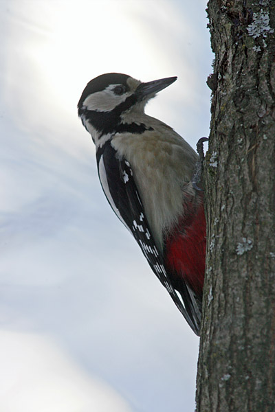 K�pytikka Great Spotted Woodpecker (Dendrocopos major)